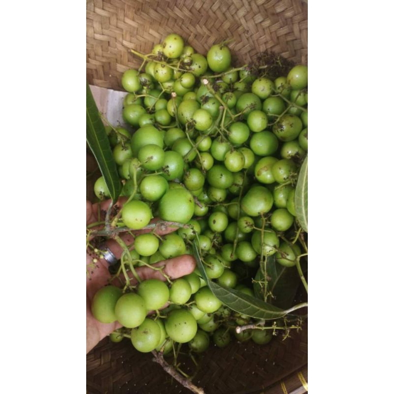 

Buah Gandaria atau jatake 250gr