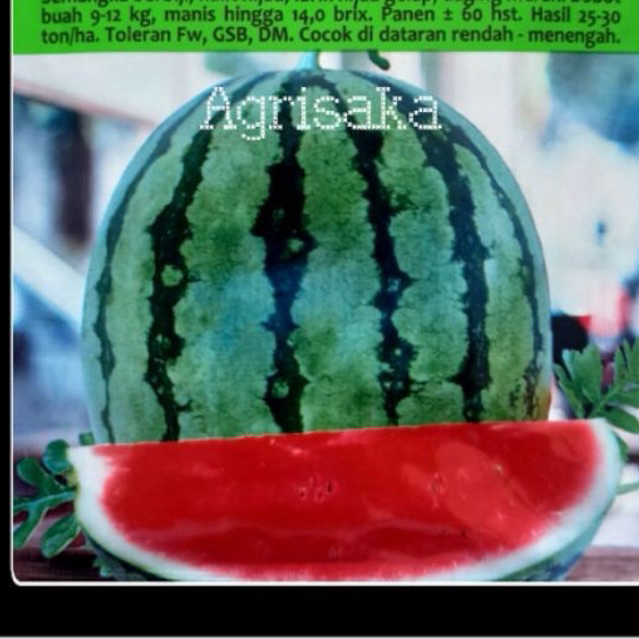 5 Biji - Benih Semangka Merah MADEIRA F1 - Bintang Asia