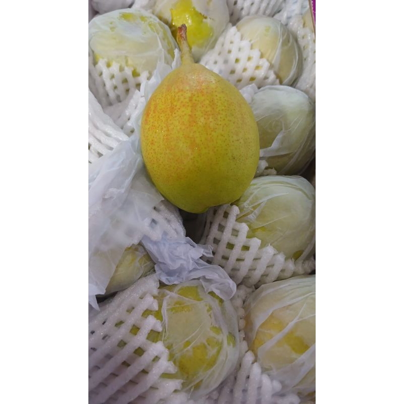 

Buah Pear Xiangly