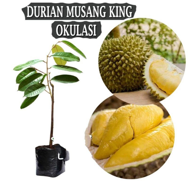 Bibit Durian musang king okulasi (beli2 gratis pupuk NPK)