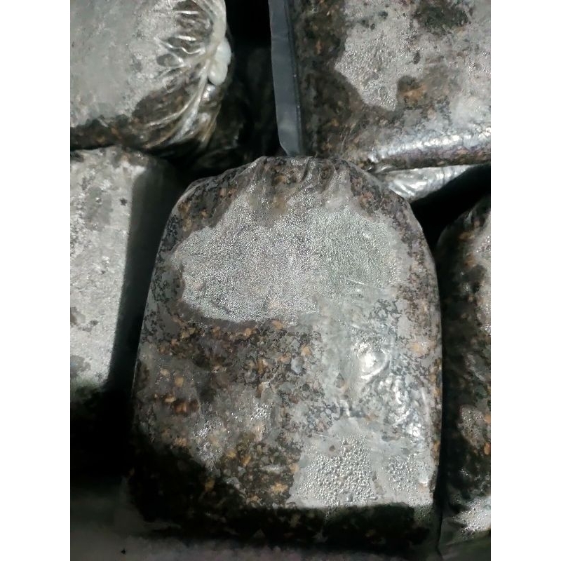 umpan lapindo magot 300g/500g