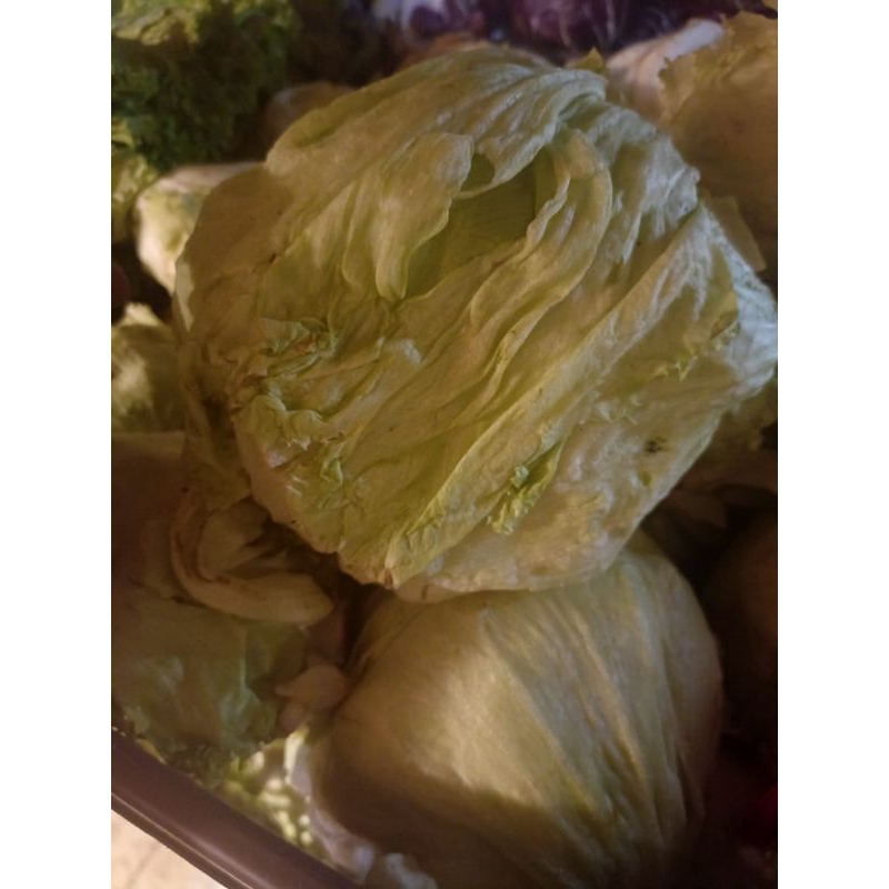 

Lettuc head fresh 500gram