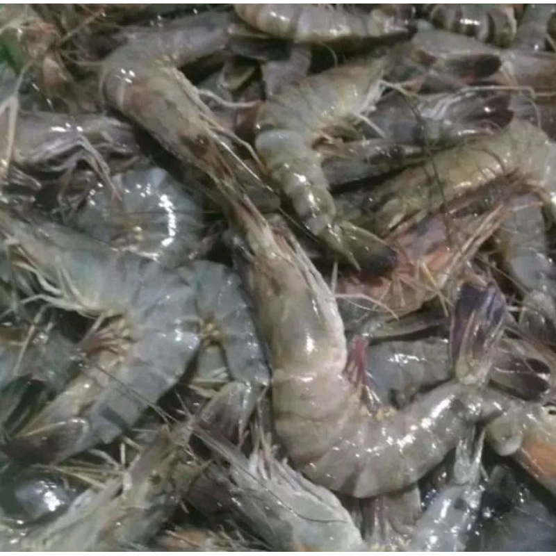 

udang besar 1kg