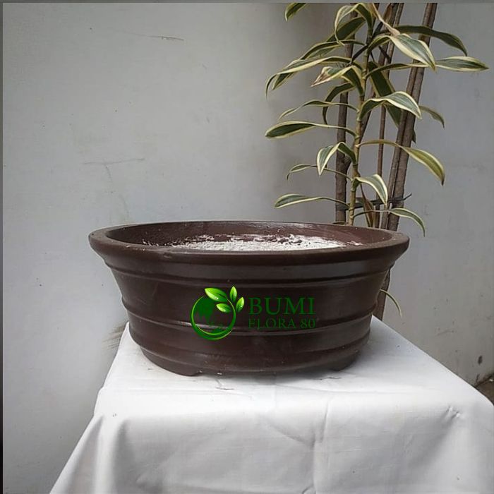 pot semen bonsai BULAT TIRUS 30,35,40/pot bonsai/pot semen bonsai