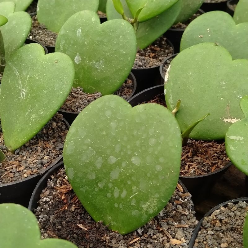 Sukulen Hoya Kerri / Sukulen Love