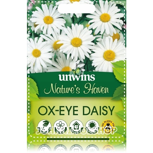 Johrnia 3 Benih Biji Bunga OX EYE DAISY