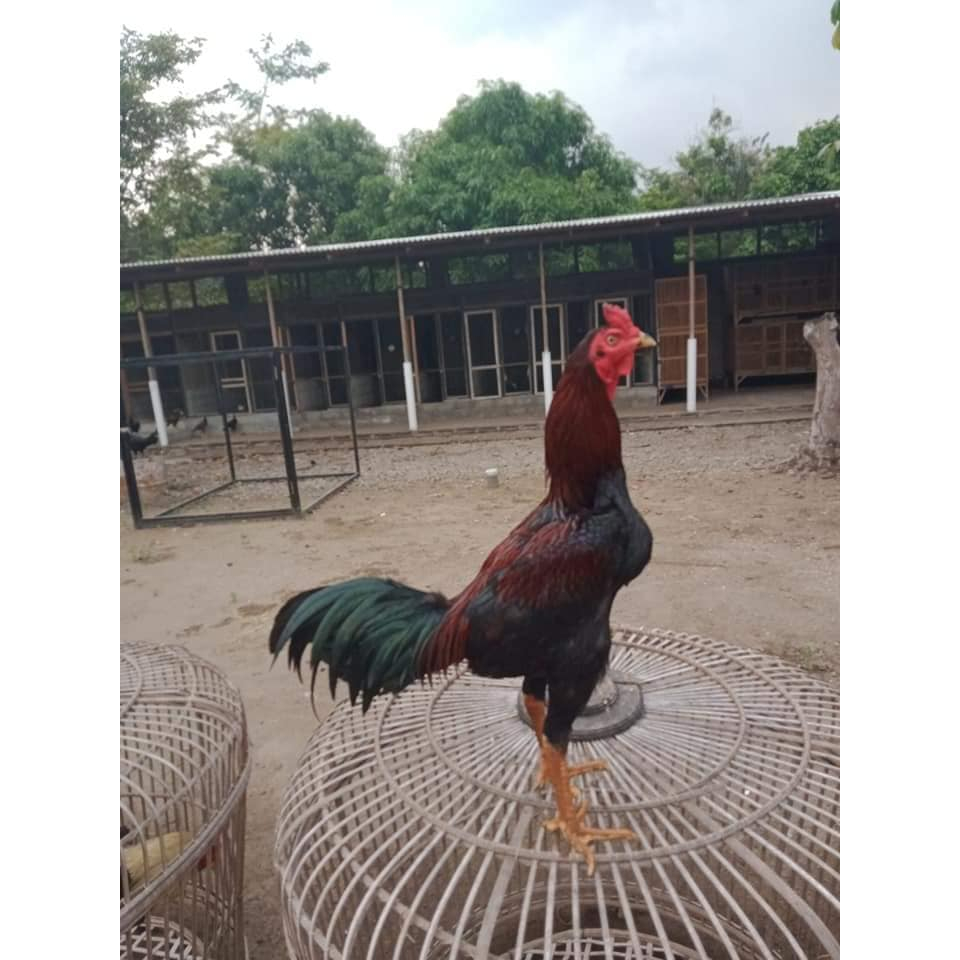 Telur Ayam Bangkok Pama IQ Untuk Ditetaskan