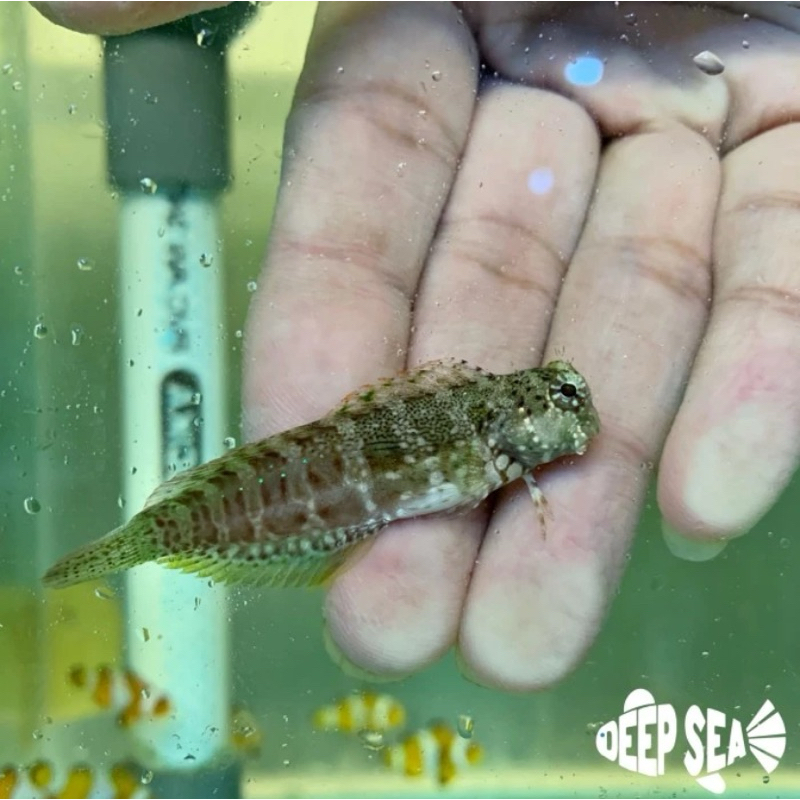 Ikan Hias Air Laut Jabing Glodok