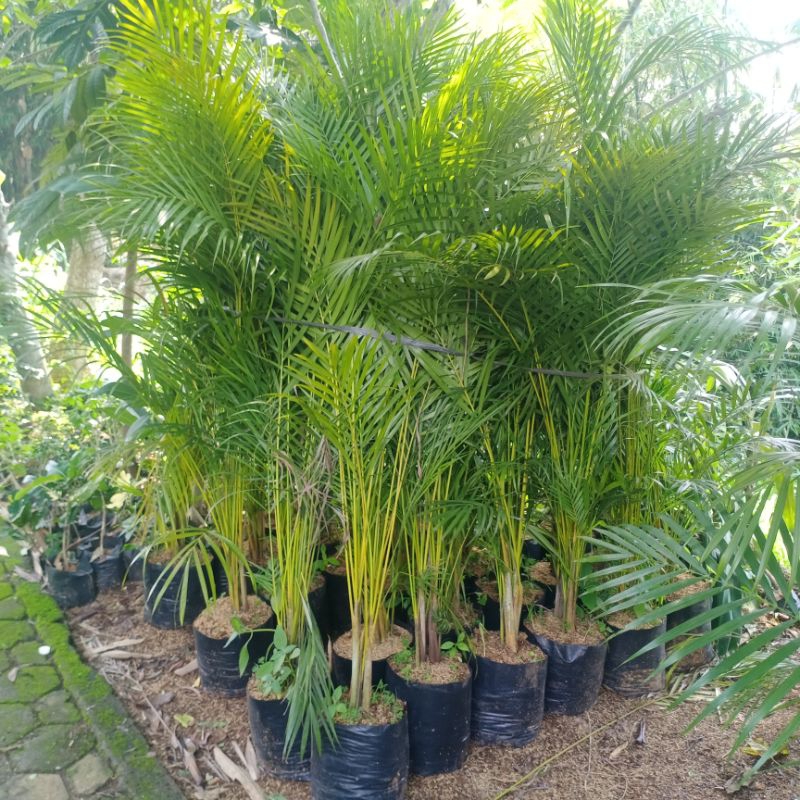 Pohon Palem kuning - Tanaman Hias Palem kuning tinggi 2 meter