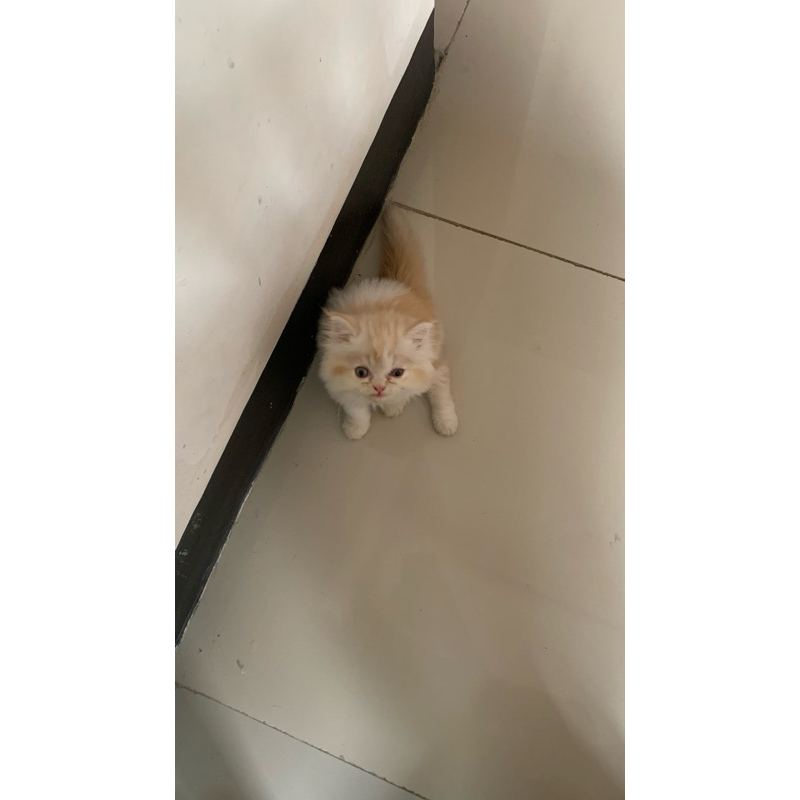 kucing persia flatnose