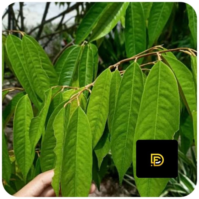 

Daun durian segar 400 gram petik langsung-az