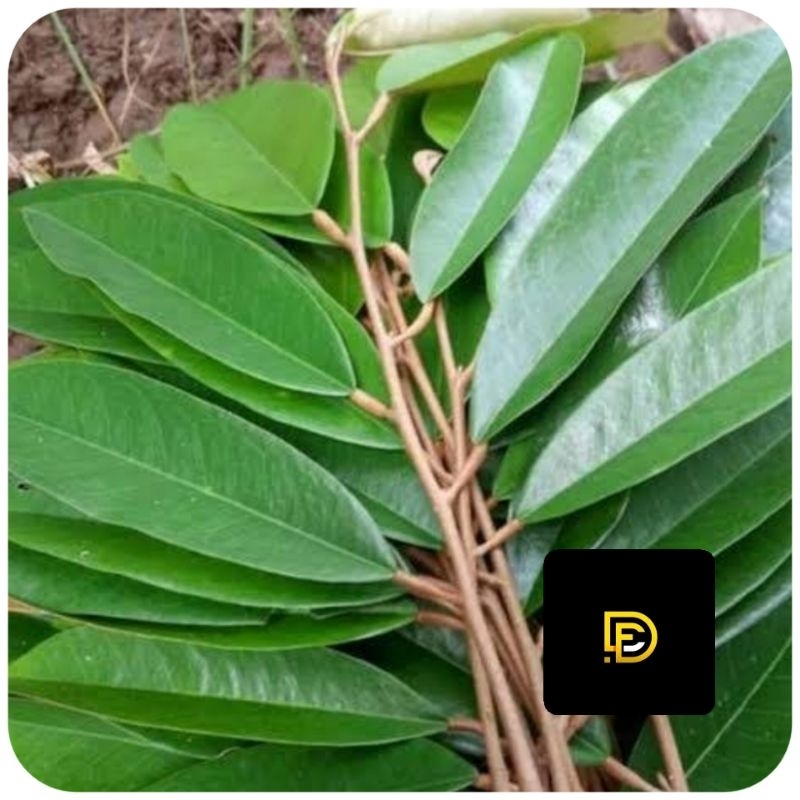 

Daun durian segar petik langsung 200 gram-az