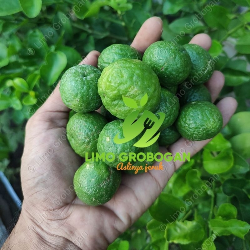 

Jeruk limo/jeruk limau 2 kg fresh