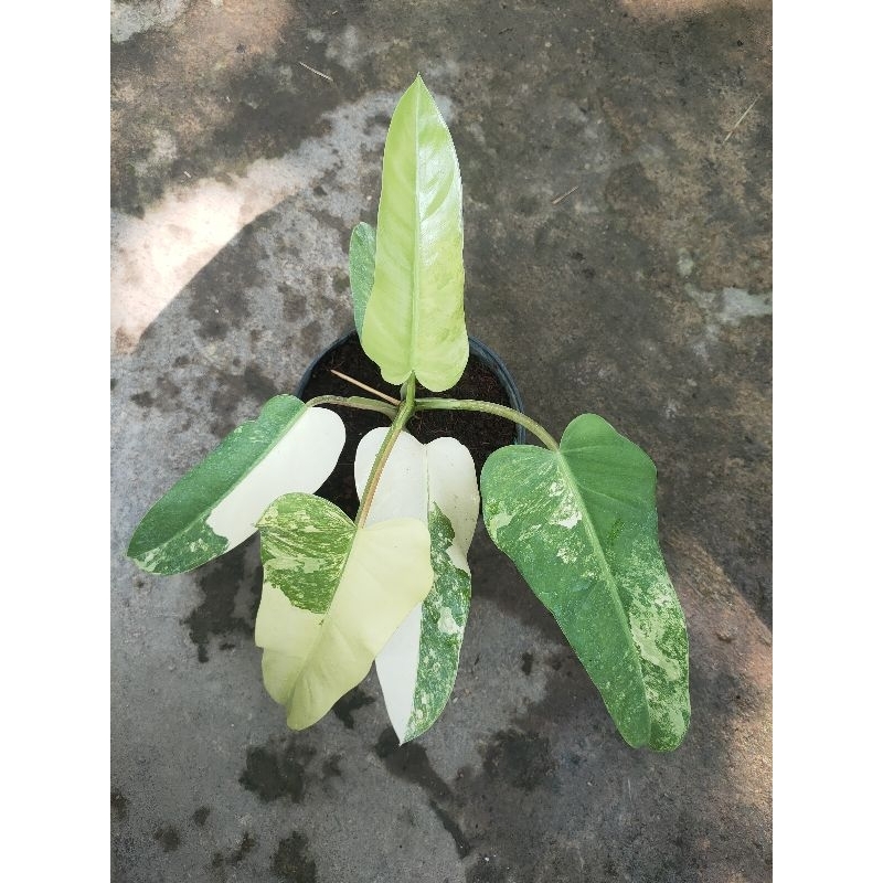 Philodendron Domesticum