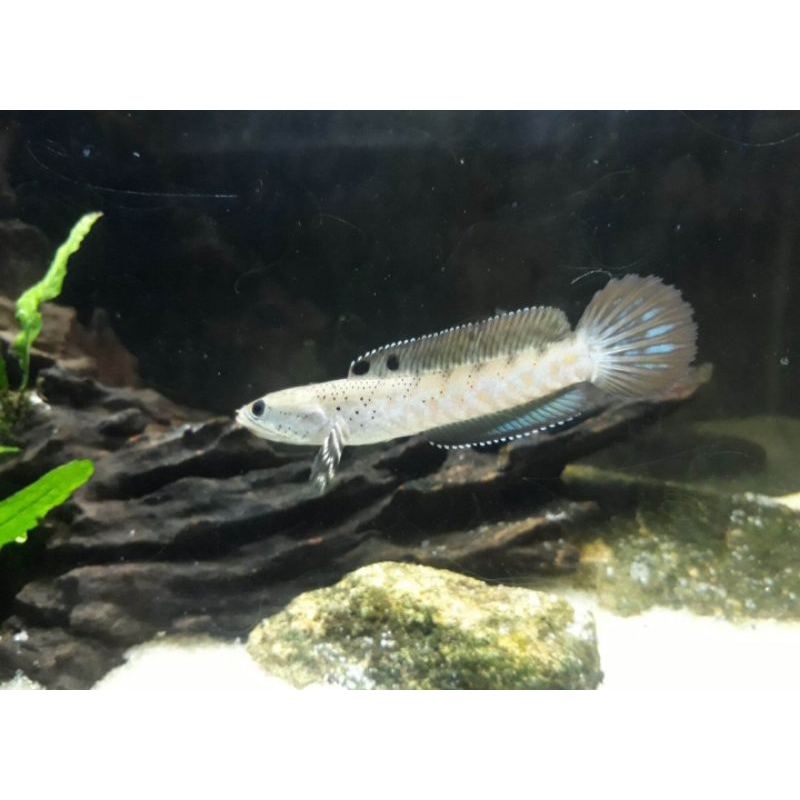 BELI 3 GRATIS 1 channa blue pulchra/ canna blue pulcra ±4 cm + pelet ikan dan aktif