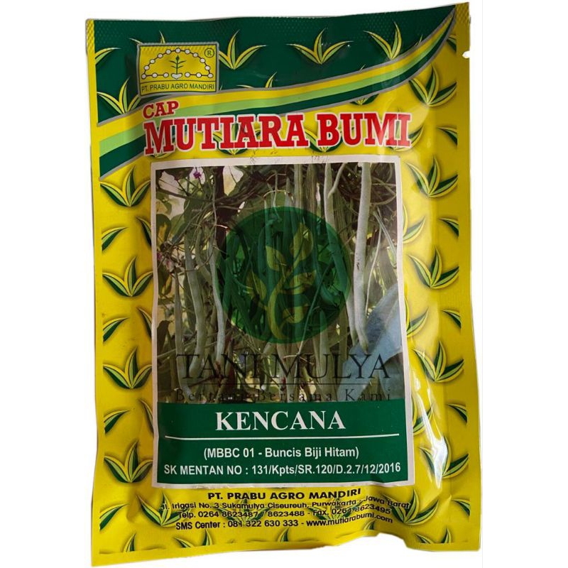 

BUNCIS BIJI HITAM KENCANA