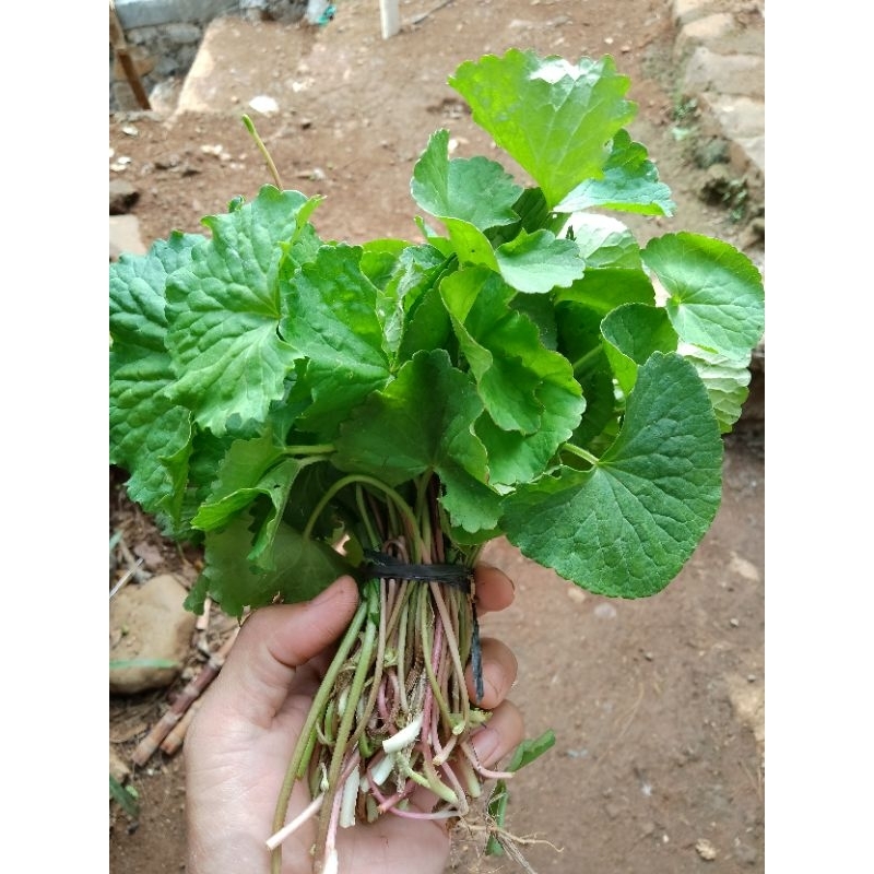 

DAUN PEGAGAN PER IKAT