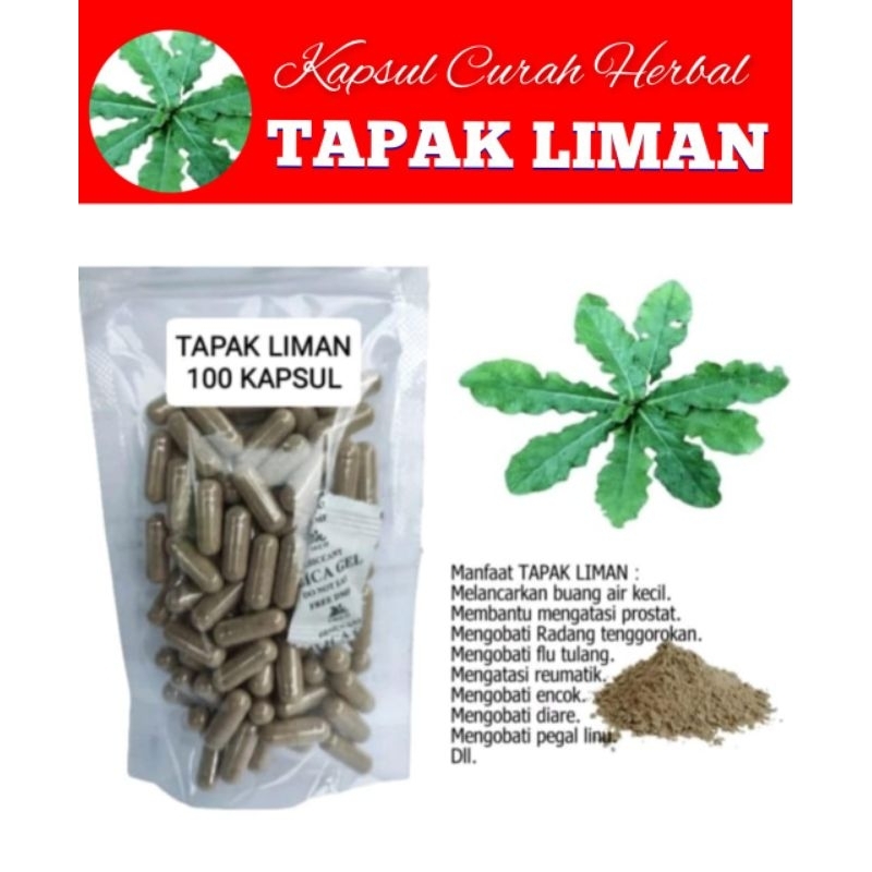 TAPAK LIMAN 100 kapsul herbal Tumor Amandel peradangan Nyeri haid hati