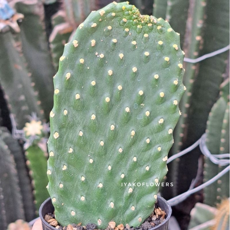 OPUNTIA CONSOLEA | IYAKOFLOWERS