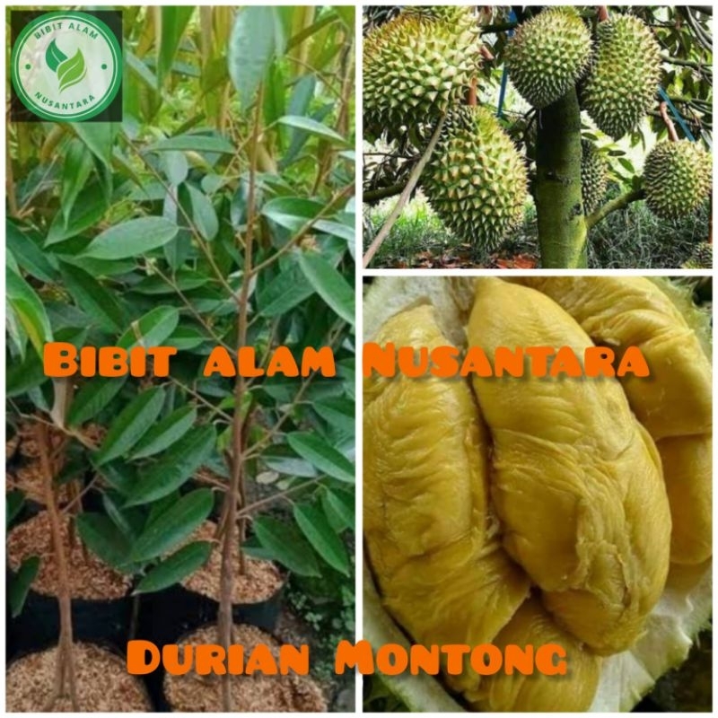 BIBIT DURIAN MONTONG ASLI OKULASI