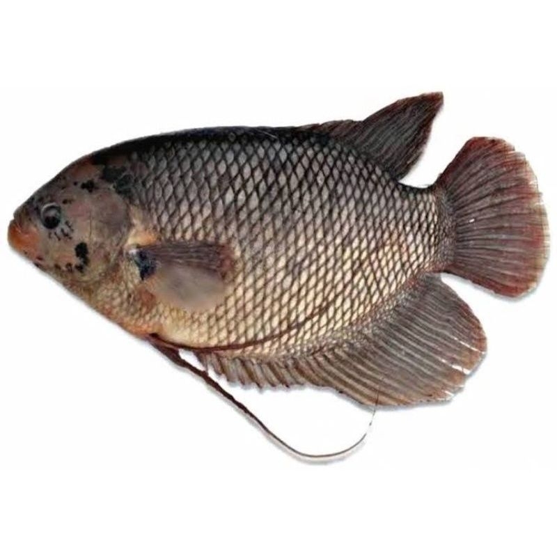 

Ikan Gurameh 1kg