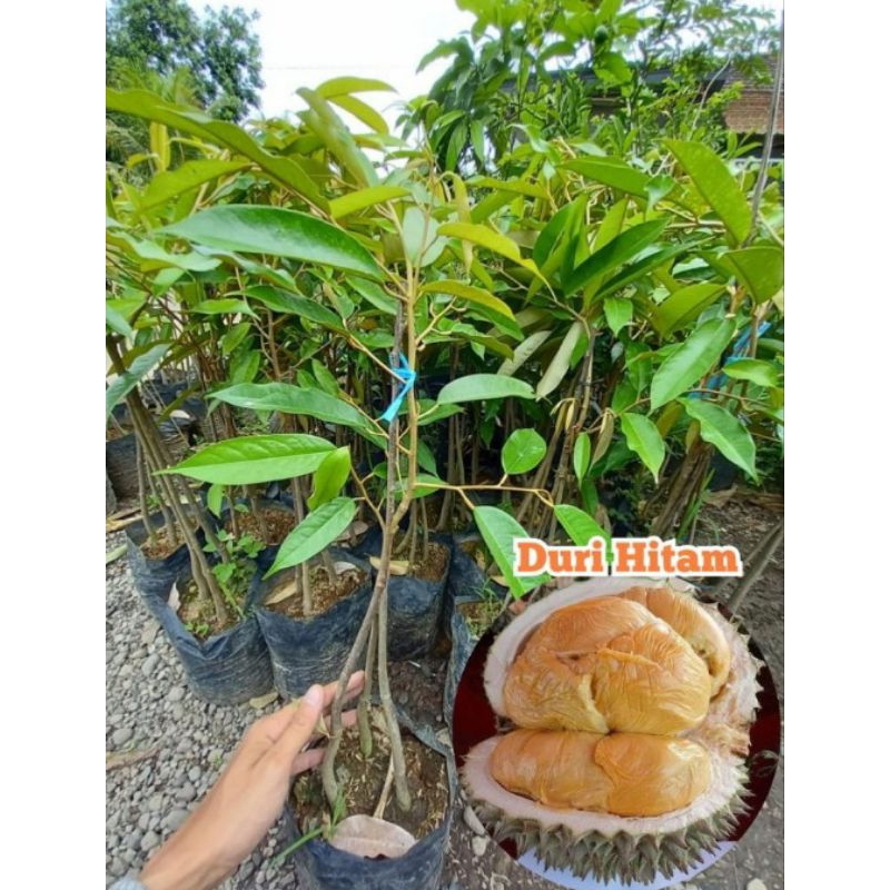 durian duri hitam kaki 3 ukuran 1 meter(bonus nangka madu super)