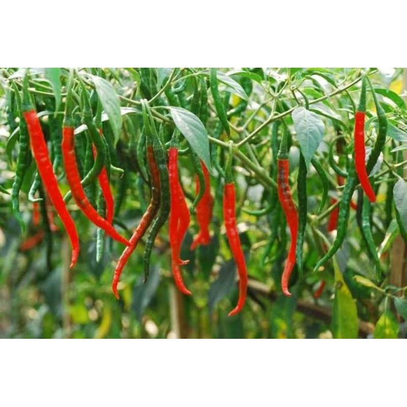 35± Biji - Benih Cabe keriting merah Benih Cabe merah