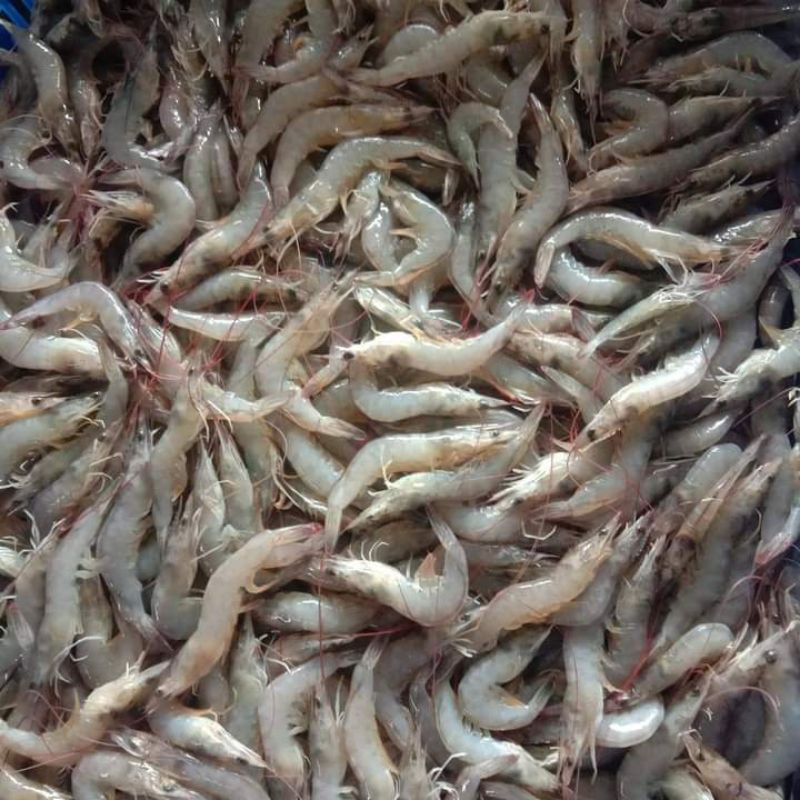 

udangvaname