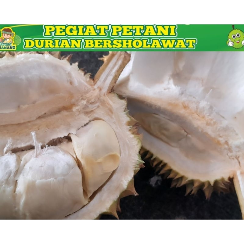 

Durian Blimbing Manis Tebal
