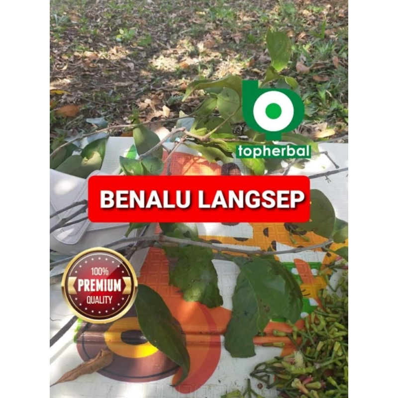 

Benalu Langsep Kering Hijau 250 Gram