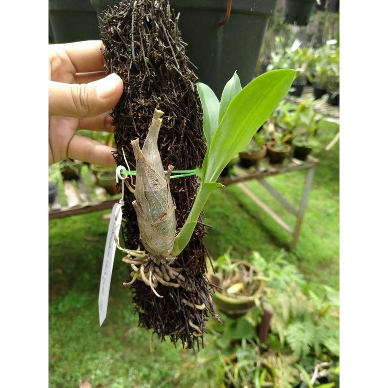 Catasetum After Dark Black Pearl SVO