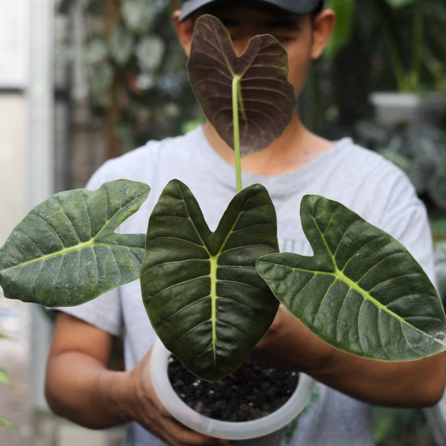 Alocasia Golden Bone
