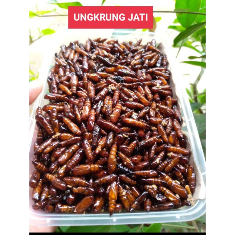 

Makanan Extrim Entong Jati/ Ungker Jati(pesan baru goreng)