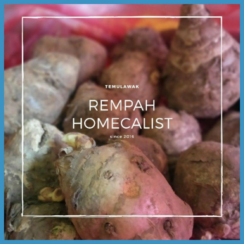 

X44 Temulawak 1kg Temulawak Segar Curcuma Diskon Spesial