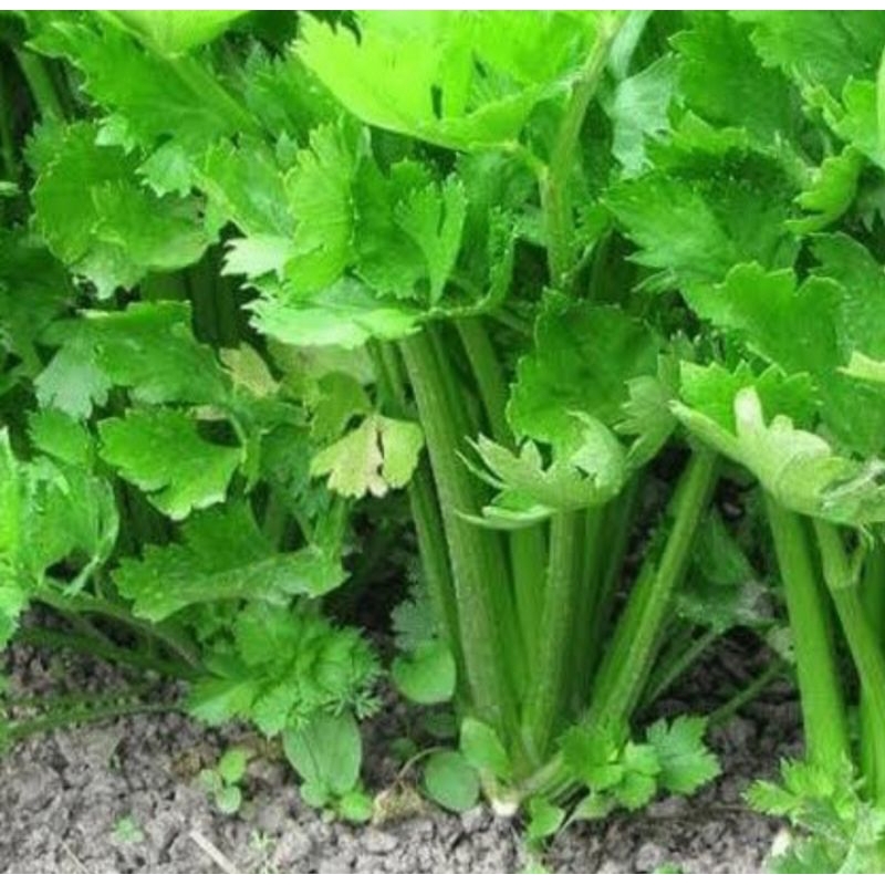 

Daun Seledri per (pack 100gr)