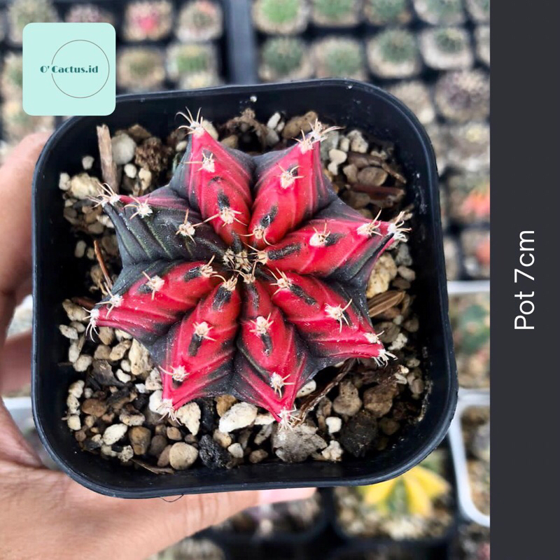 Gymnocalycium Red velvet mihanovichii hybrid gymno id var hybrid varigata kaktus gymno miha var tana