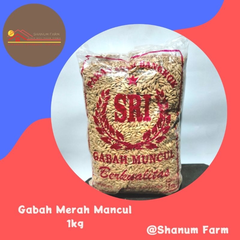 gabah mancul merah pakan ayam Bangkok 1kg