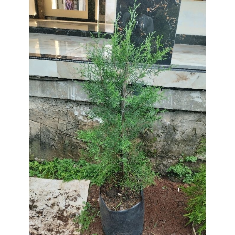 Tanaman Hias Cemara Wangi Pohon Cemara Wangi