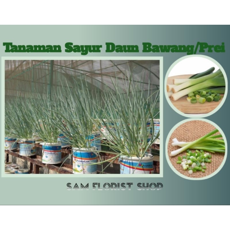 Bibit Tanaman Daun Bawang Siap Tanam - Bibit Prei