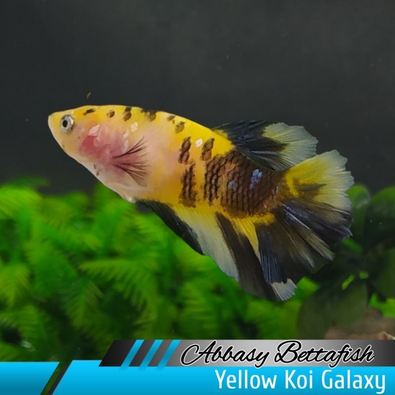 Halfmoon Yellow Koi Galaxy Female