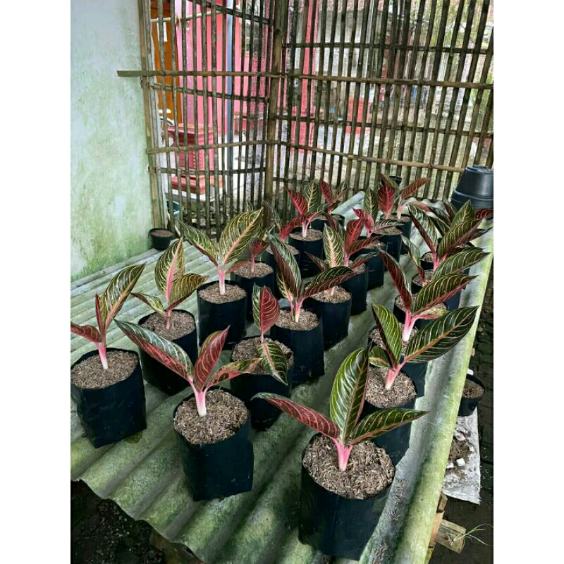 Aglaonema Red Sumatera/Pride Of Sumatera Original Daun 2-3