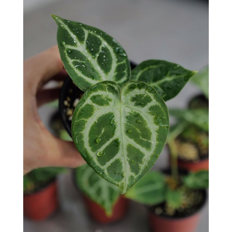 tanaman hias anthurium dorayaki silver-dorayaki silver anthurium dorayaki