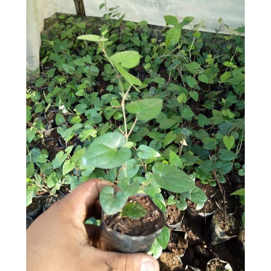 Bibit benih Cabe JAWA Cabe Jamu Sudah Tumbuh Polybag Kecil