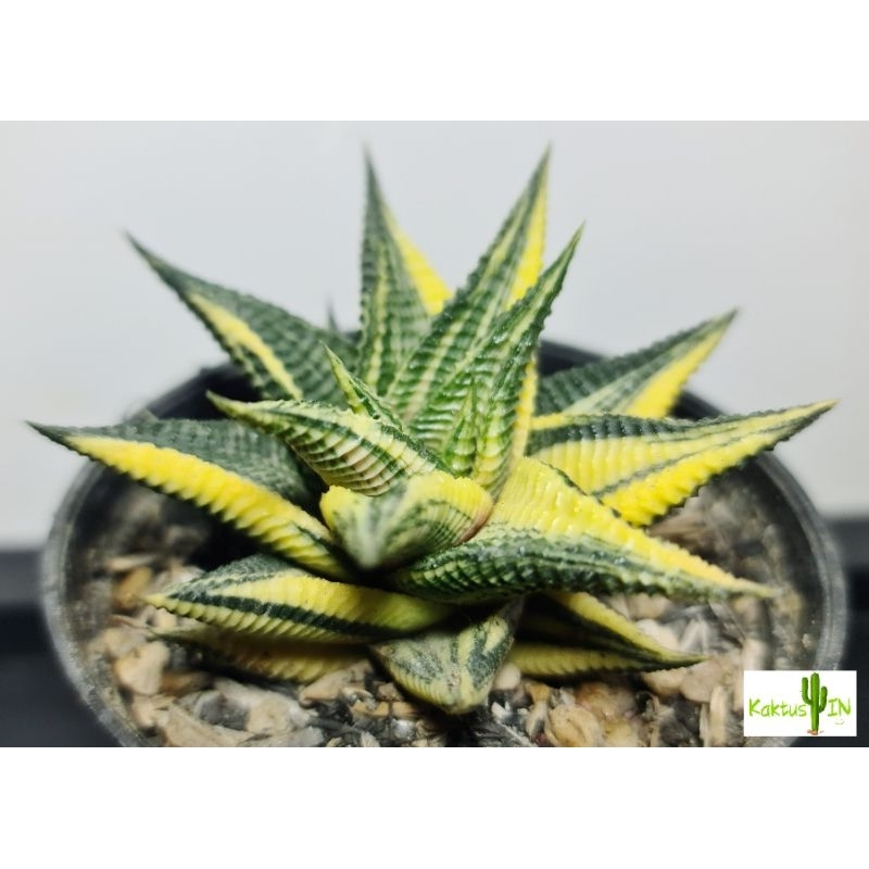 Haworthia Variegata - Haworthia Limifolia