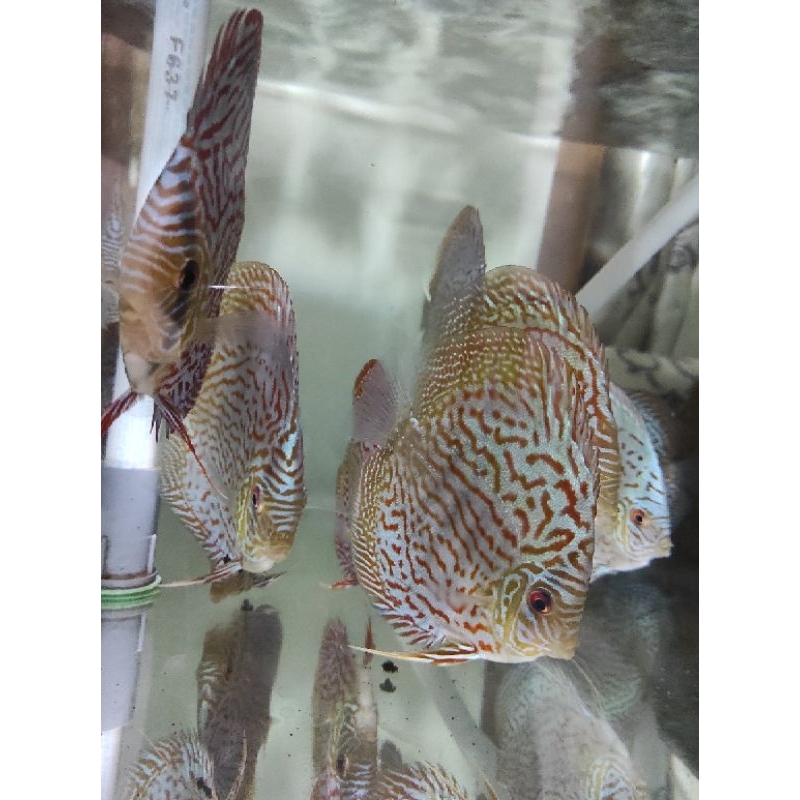 ikan discus leopard