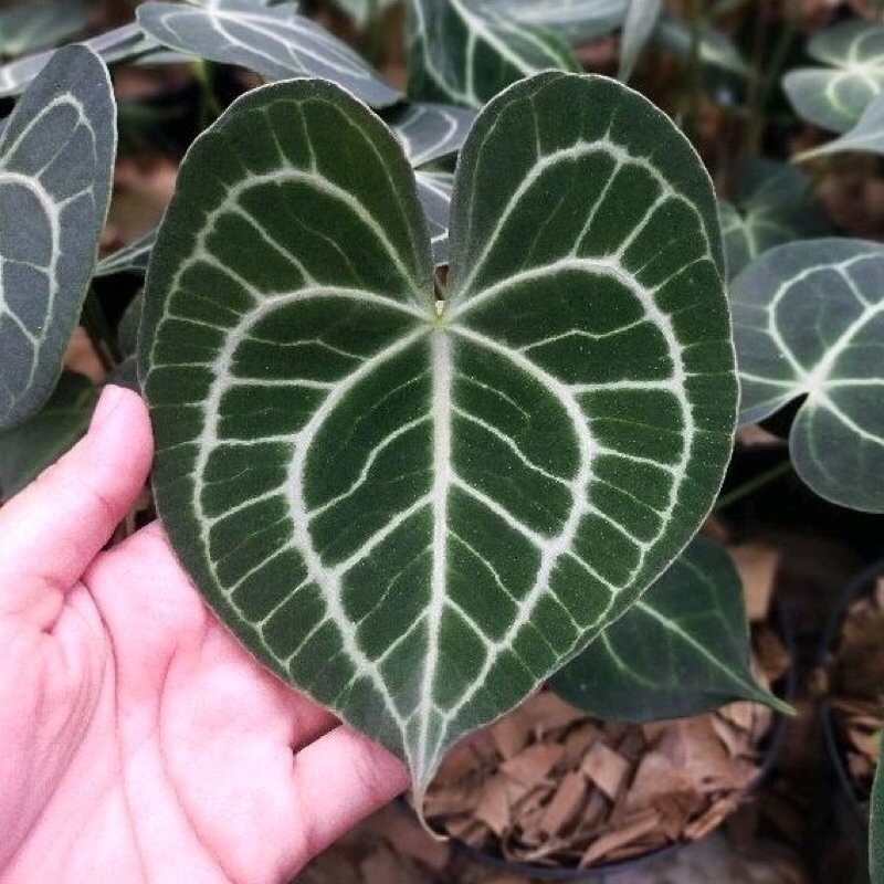 Tanaman Hias anthurium queen clarinervium-clarinervium queen