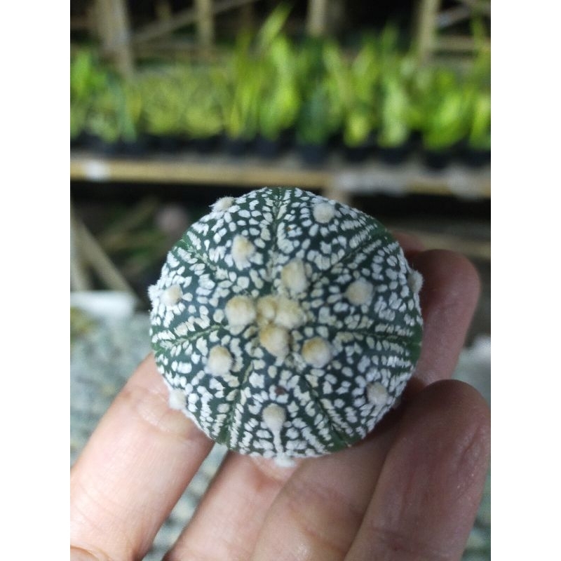 astro asterias super kabuto