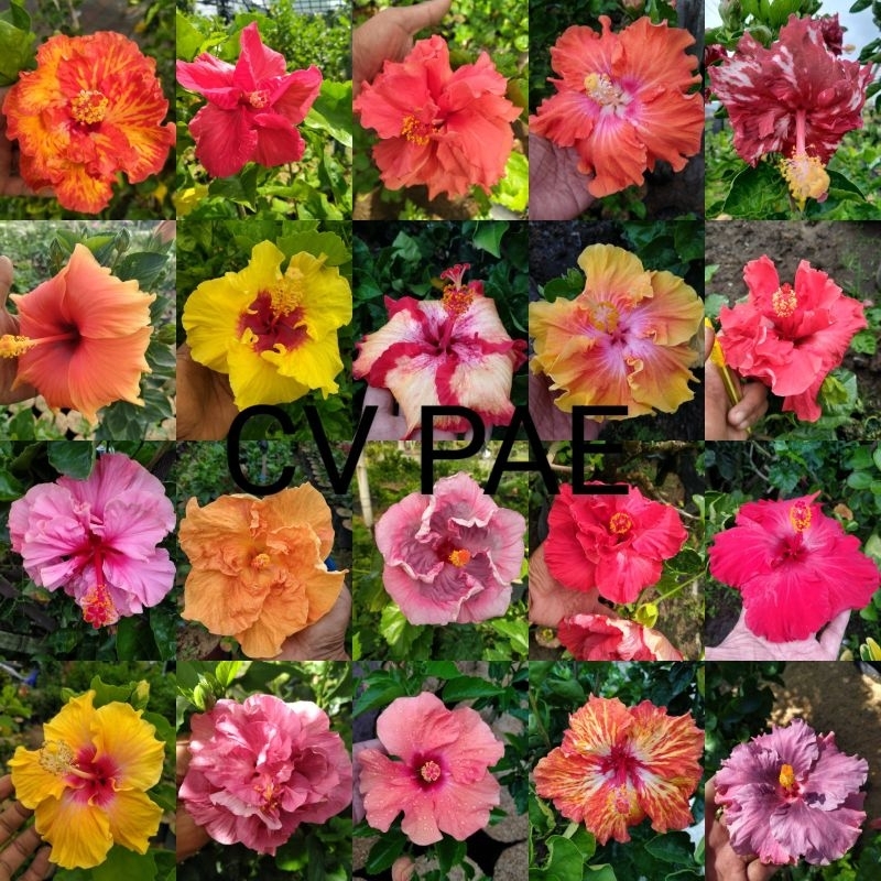 Tanaman Hias Bunga Sepatu Import Hibiscus (Hibiscus rosa-sinensis L.)