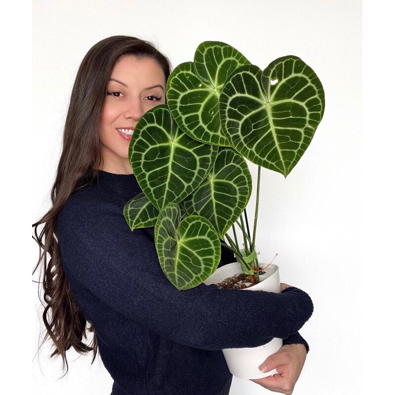 Anthurium Clarinervium -Tanamanhias anthurium clarinervium Tarantula Terlaris