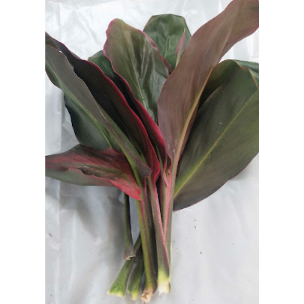 

Isi 5 Lembar Daun Hanjuang Segar Alami